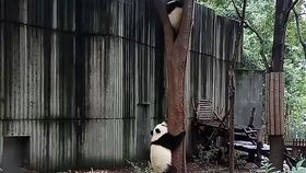 熊猫基地的萌滚滚上演“萌贝树”地盘争夺战