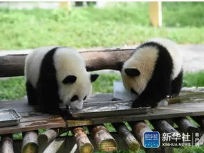 瞬间被萌化！大熊猫是怎样消暑的，你知道么？